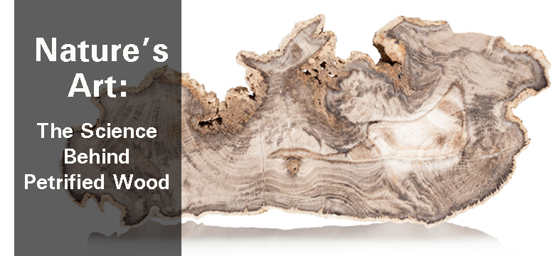 Nature’s Art: The Science Behind Petrified Wood