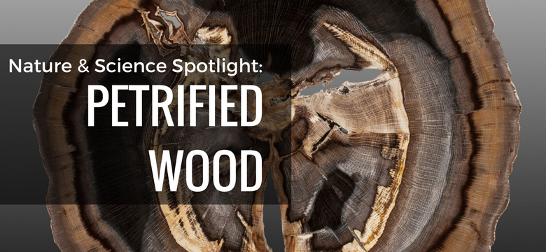 The Beauty and Collectability of Petrified Wood